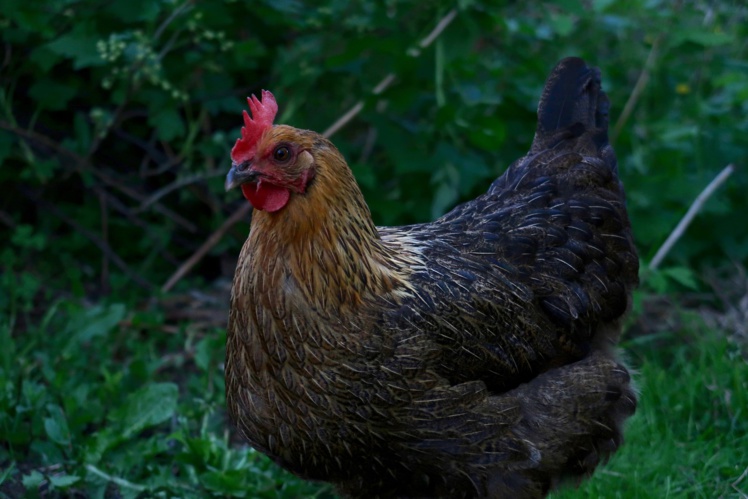 Les activités du volailler Doux vendues à la découpe Les activités du volailler Doux vendues à la découpe