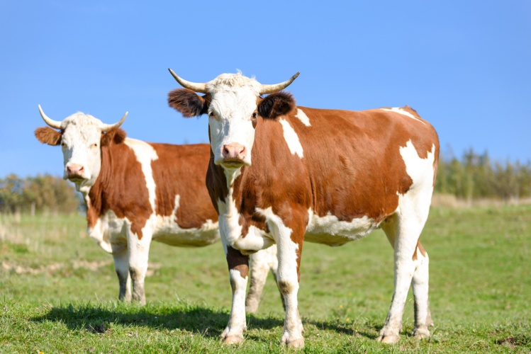 Prix agricoles : la juste rémunération n’est toujours pas une réalité dans la plupart des filières