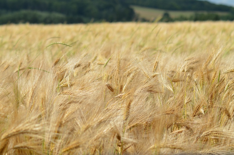 L’année 2018, un bon « cru » pour les agriculteurs français