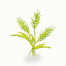 La création de l'Institut français des matériaux agro-sourcés La création de l'Institut français des matériaux agro-sourcés