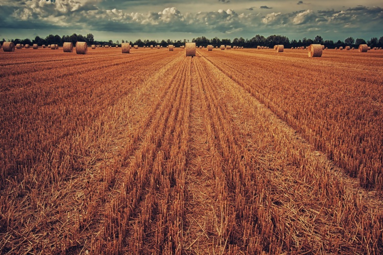 La récolte de blé en baisse de 25% en 2020