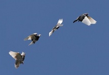 Photo : Wikimedia/Tony Wills Photo : Wikimedia/Tony Wills