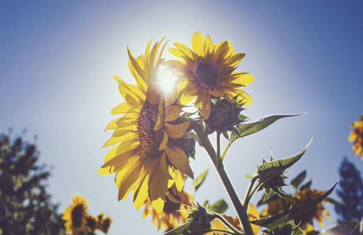 Pénurie de tournesol : la DGCCRF rend publiques les nouvelles exigences en termes d’information du consommateur Pénurie de tournesol : la DGCCRF rend publiques les nouvelles exigences en termes d’information du consommateur