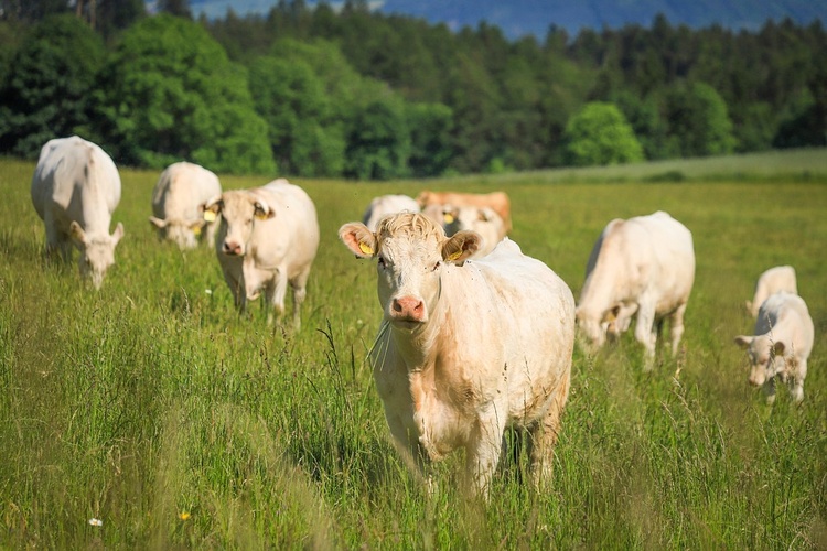 L'agriculture française a connu une année 2024 particulièrement difficile