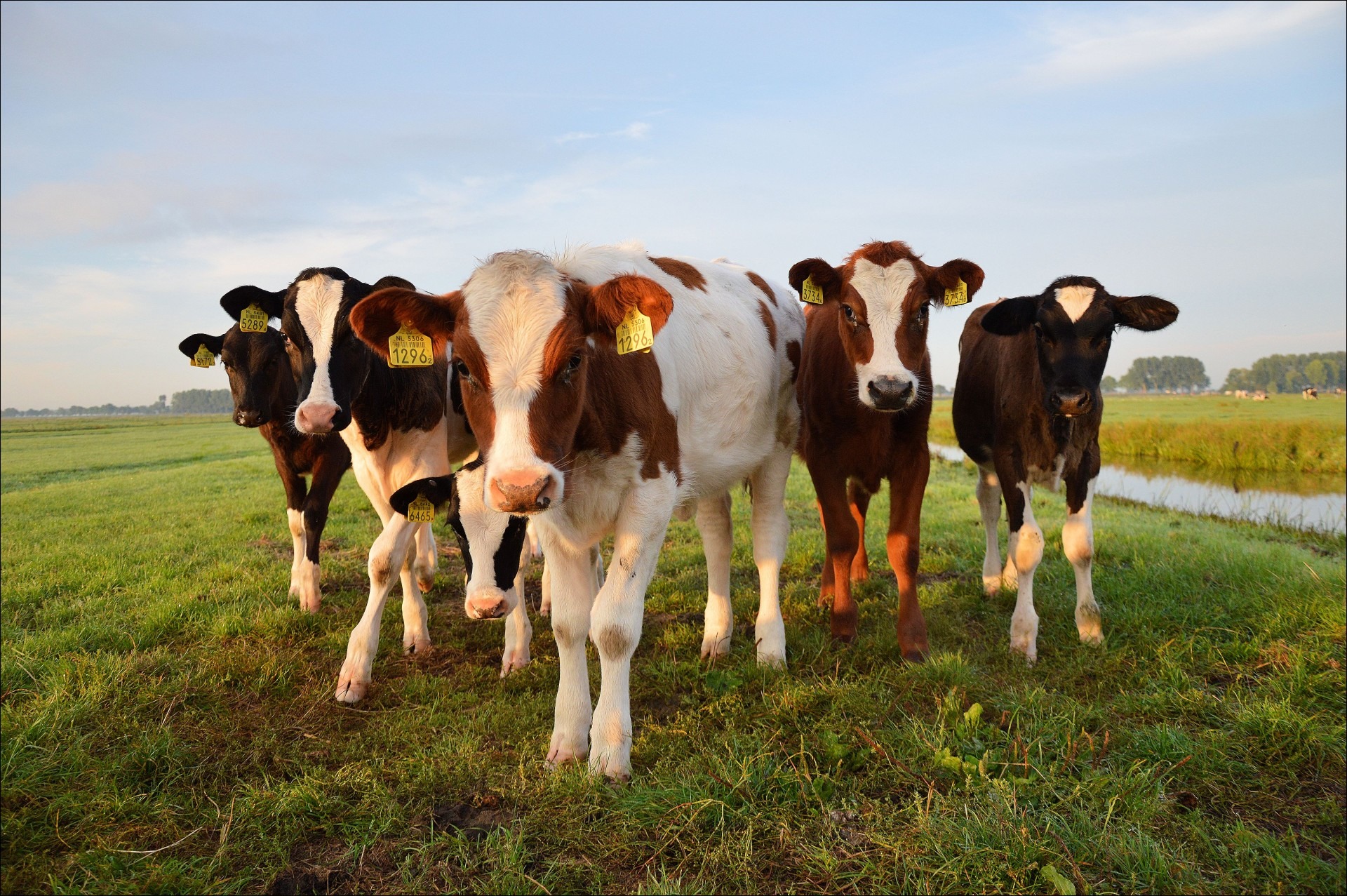 Gaz à effet de serre : les géants de l’agroalimentaire pointés du doigt