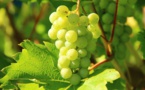 Vins : la récolte la plus faible depuis 1945 Vins : la récolte la plus faible depuis 1945