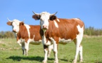 Prix agricoles : la juste rémunération n’est toujours pas une réalité dans la plupart des filières Prix agricoles : la juste rémunération n’est toujours pas une réalité dans la plupart des filières