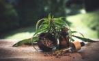 CBD : les fleurs et les feuilles de nouveau autorisées à la vente CBD : les fleurs et les feuilles de nouveau autorisées à la vente