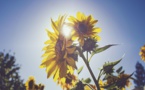 Pénurie de tournesol : la DGCCRF rend publiques les nouvelles exigences en termes d’information du consommateur