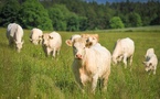L'agriculture française a connu une année 2024 particulièrement difficile